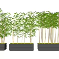 Bamboo Plants In Black Rectangular Planters With Green Leaves And Slender Stems