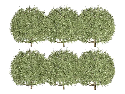 Six Rounded Green Shrubs With Dense Foliage And Neatly Arranged Trunks 3d model