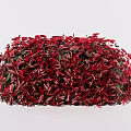 Vibrant Red Leaf Round Shrubs in Various Sizes for Garden Landscaping