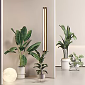 Modern Indoor Potted Plants in White Pots with Large Green Leaves and Small Decorative Plants