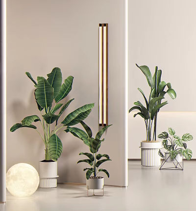 Modern Indoor Potted Plants in White Pots with Large Green Leaves and Small Decorative Plants 3d model