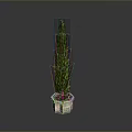 Green Tall Cypress Plant in White Hexagonal Pot with Grey Background