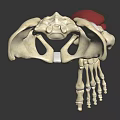 Human Leg Skeleton Muscles Anatomical Structure 3D Rendering Educational Model