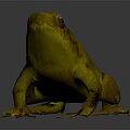 Yellow Toad Standing On Grey Background With Textured Skin And Large Eyes