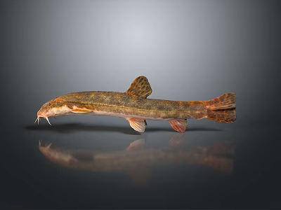 Spotted Freshwater Fish With Slender Body Whiskers And Gray Background Reflection 3d model