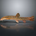 Spotted Freshwater Fish With Slender Body Whiskers And Gray Background Reflection