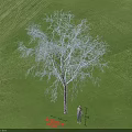 Tall Arbor Growing In Lush Green Grassland With Standing Person And Natural Scene
