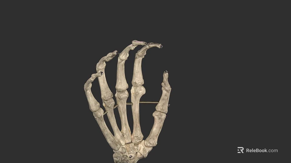Human Hand Skeleton Anatomical Structure With Detailed Phalanges And Metacarpal Bones 3d model 