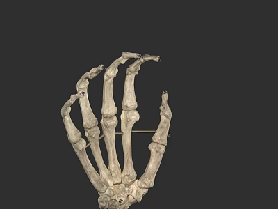 Human Hand Skeleton Anatomical Structure With Detailed Phalanges And Metacarpal Bones 3d model