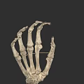 Human Hand Skeleton Anatomical Structure With Detailed Phalanges And Metacarpal Bones