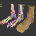 Ankle Anatomical Model Showing Skeleton Muscles Ligaments And Skin Structure Details