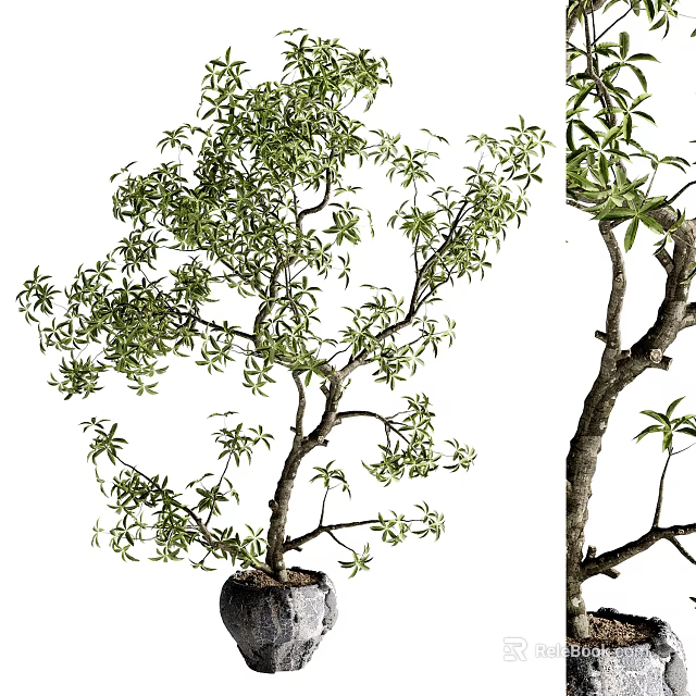 Bonsai Tree With Lush Green Foliage And Twisted Trunk In Pot 3d model 