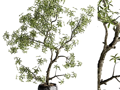 Bonsai Tree With Lush Green Foliage And Twisted Trunk In Pot 3d model