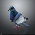 Blue and white pigeon with purple iridescent sheen red eyes pink feet on dark background