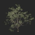 Tree Low Model Tree Game Tree Wild Desert 3d model