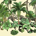 Diverse Tropical Plant Collection Featuring Palm Trees Large Leafy Greenery And Various Ferns