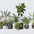 Assorted Potted Plants Including Ferns Green Leafy Plants Flowering Ones In Ceramic Wooden Pots