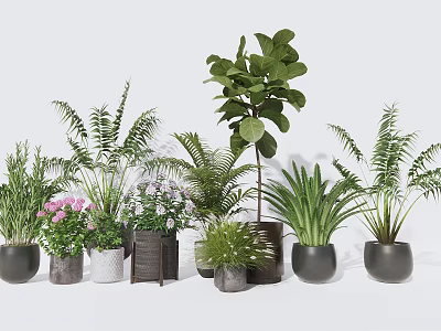Assorted Potted Plants Including Ferns Green Leafy Plants Flowering Ones In Ceramic Wooden Pots 3d model