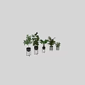Various Indoor Green Potted Plants With Black And White Pots On Metal Stands