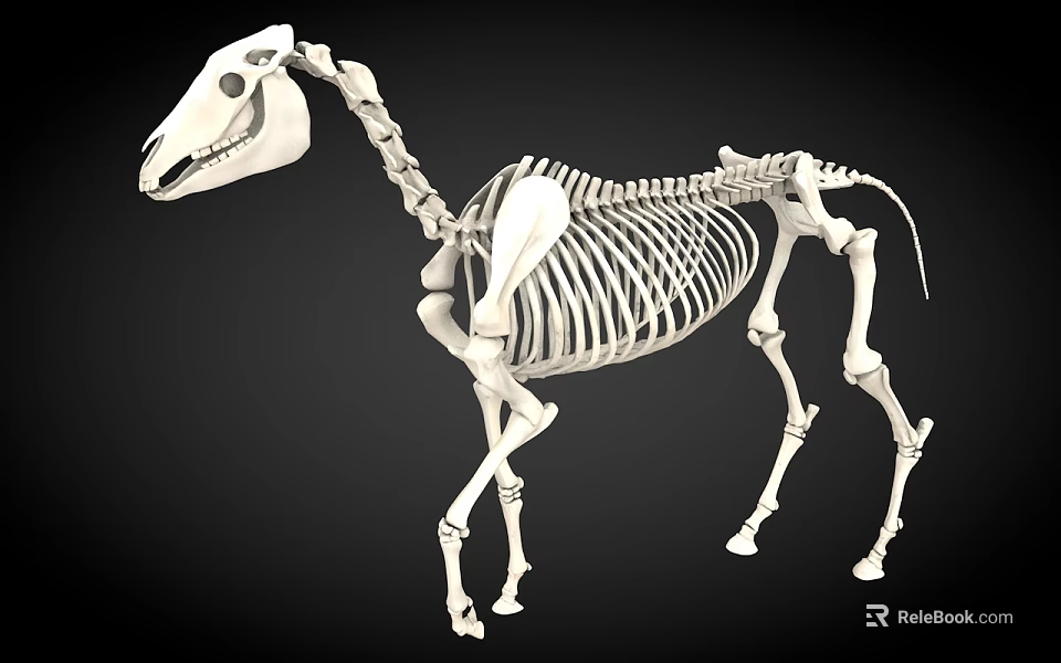 Detailed Horse Skeleton Anatomical Structure With Complete Bone Joints And Framework 3d model 