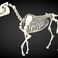 Detailed Horse Skeleton Anatomical Structure With Complete Bone Joints And Framework 3d model