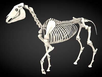 Detailed Horse Skeleton Anatomical Structure With Complete Bone Joints And Framework 3d model