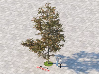 Tall Deciduous Tree on Square Paved Ground with Metal Bench and No Climbing Sign 3d model