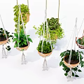 Hanging Basket Plants With Macrame Hangers And Leafy Greenery For Indoor Decor