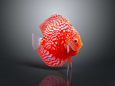 Vibrant Red Discus Fish With White Patterns In Aquarium Water And Reflection 3d model