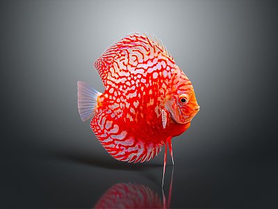 Modern Fish Tropical Fish Ornamental Fish Aquarium Coral Fish 3d model