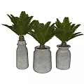 Lush Bonsai Potted Plants With Cycad Leaves In Gray Ceramic Pots
