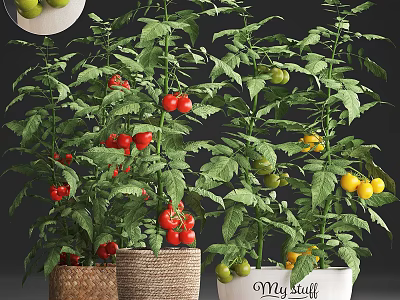 Tomato Bonsai Potted Plants With Red Yellow Tomatoes Green Leaves And Jute Wrapped Pots 3d model