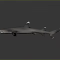 3D Rendered Shark With Streamlined Body And Dorsal Fins On Dark Gradient Background