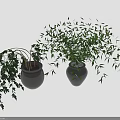 Indoor Decorative Plants In Black Vases With Hanging And Lush Green Leaves