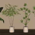 Indoor Bonsai Potted Plants with Various Green Leaves in White Pots on Wooden Floor