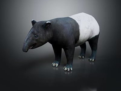 Realistic black and white tapir with long snout standing on dark background 3d model