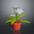 Beautiful White Flowers With Fresh Green Leaves In Orange Pot And Flower Bud