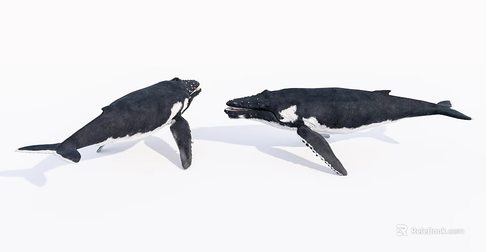 Two Whale Models Adult And Juvenile Facing Each Other Showcasing Aquatic Animal Interaction 3d model 