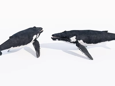 modern whale 3d model