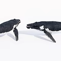 Two Whale Models Adult And Juvenile Facing Each Other Showcasing Aquatic Animal Interaction