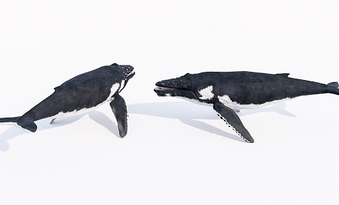 modern whale 3d model