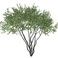 Lush Green Tree With Multiple Branches Dense Foliage And Natural Form 3d model