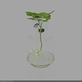 Transparent Glass Vase With Green Plant Leaves And Visible Roots In Water
