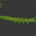 Orange Caterpillar with White and Brown Spots Shiny Surface on Smooth Surface and Reflection
