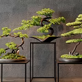 Bonsai Trees with Curved Branches on Black Metal Stands Against Gray Wall and Wooden Floor