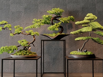 Pine bonsai Pine bonsai Moss potted plant 3d model