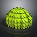 Fresh Green Leaf Like Hemispherical Food With Natural Organic Surface Structure