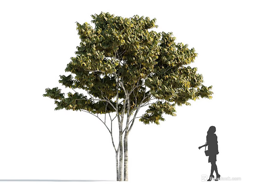 Tall Leafy Arbor With Green Foliage Trunk And Pedestrian Silhouette 3d model 