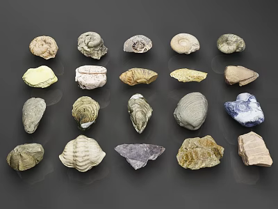 fossil animal fossil stone 3d model