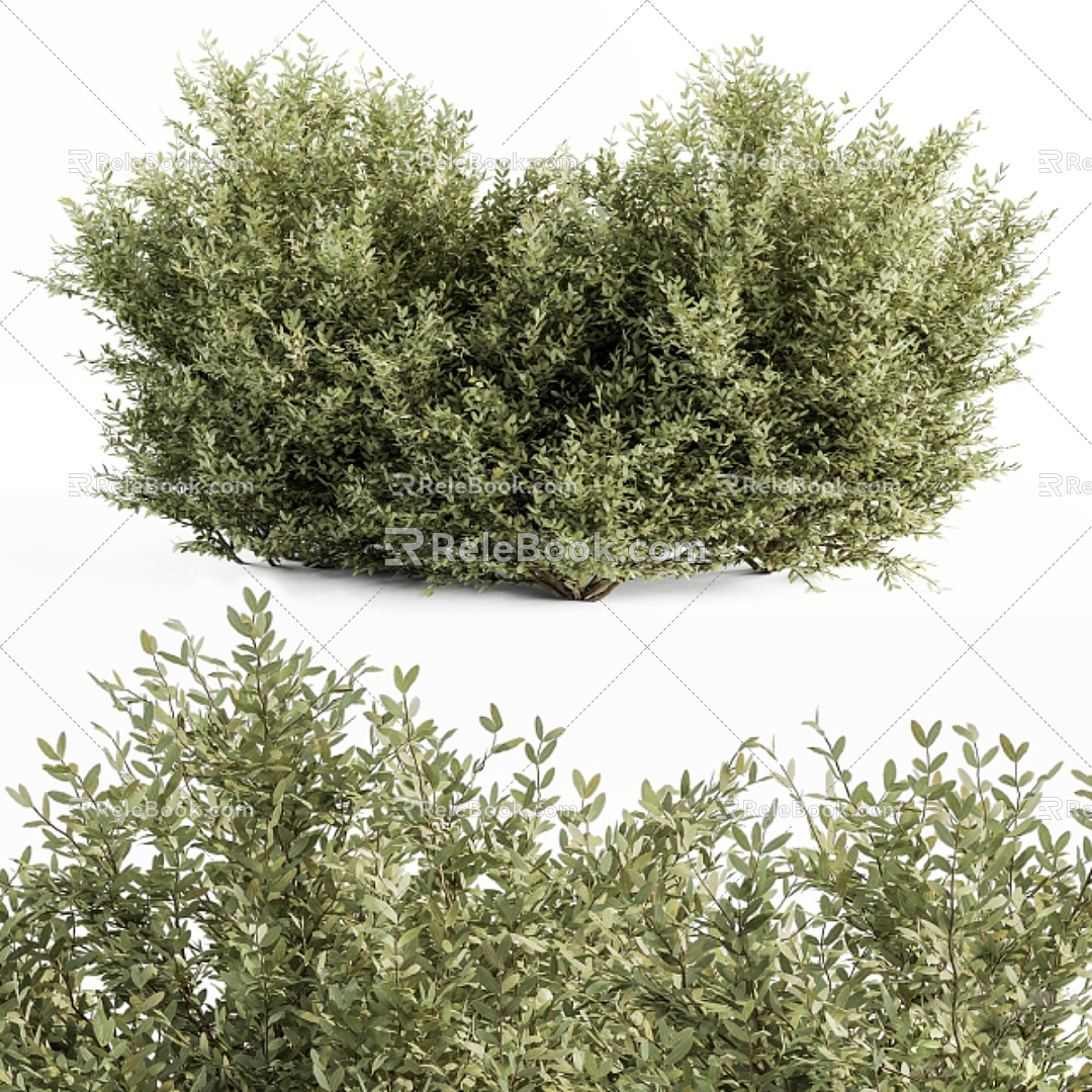 Modern shrub bush grass 3d model